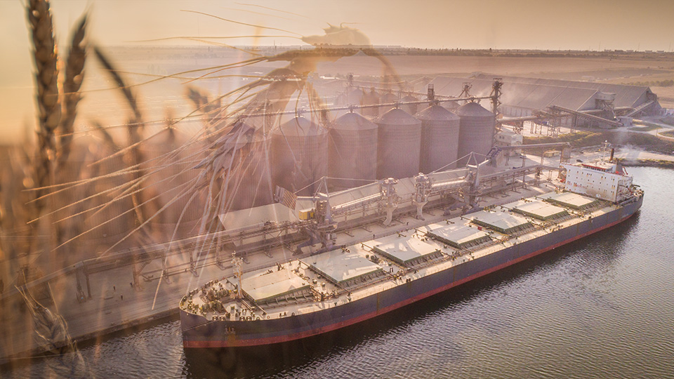collage of a photo of wheat and a dry bulk ship at a grain loading dock