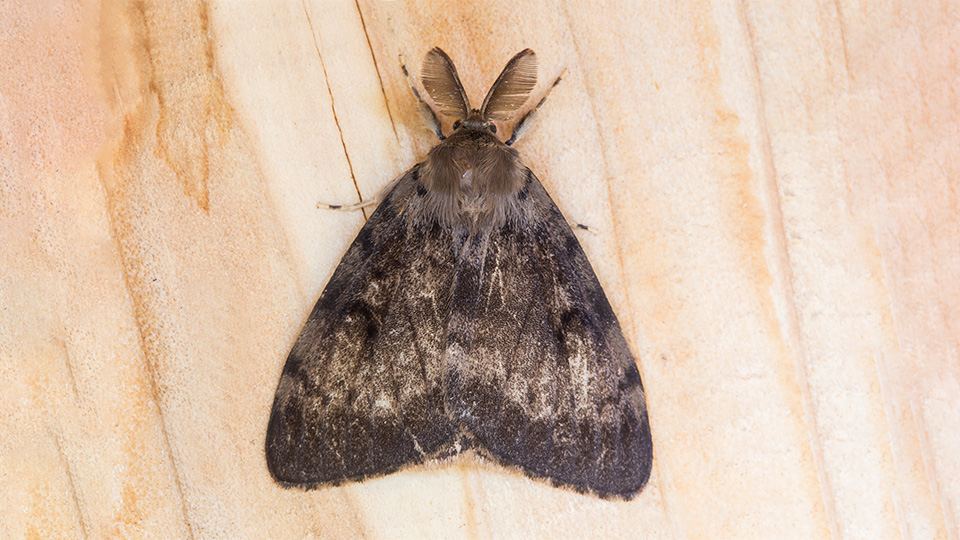 Flighted Spongy Moth Complex, wood-grain background
