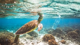 sea turtle underwater looking at a plastic bottle
