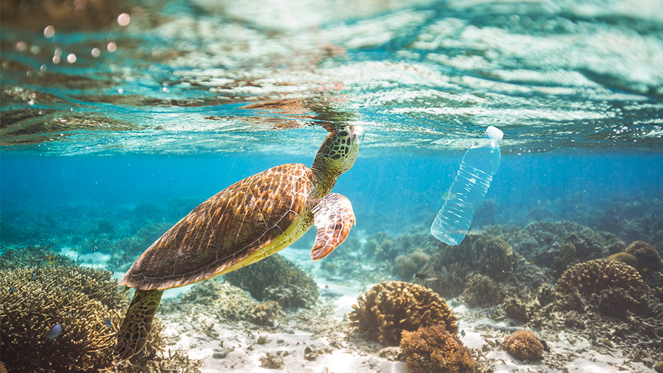 sea turtle underwater looking at a plastic bottle
