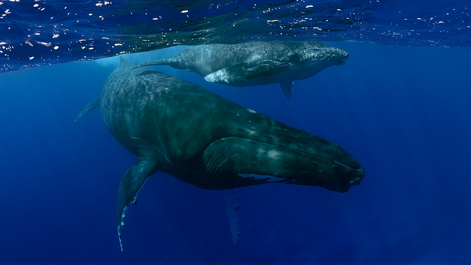 mother humpback whale and calf underwater