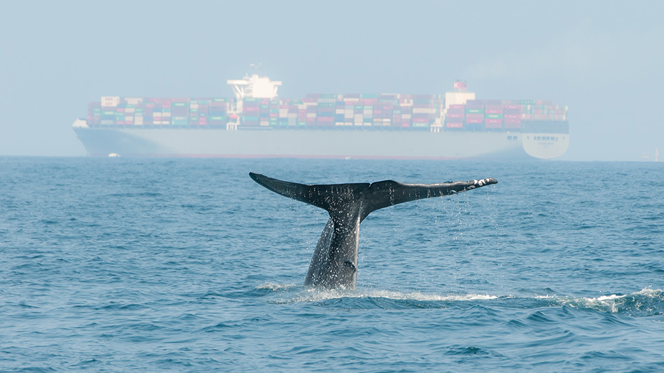 large container ship on the horizon and a whale's tail fin sticking out of the ocean in the foreground