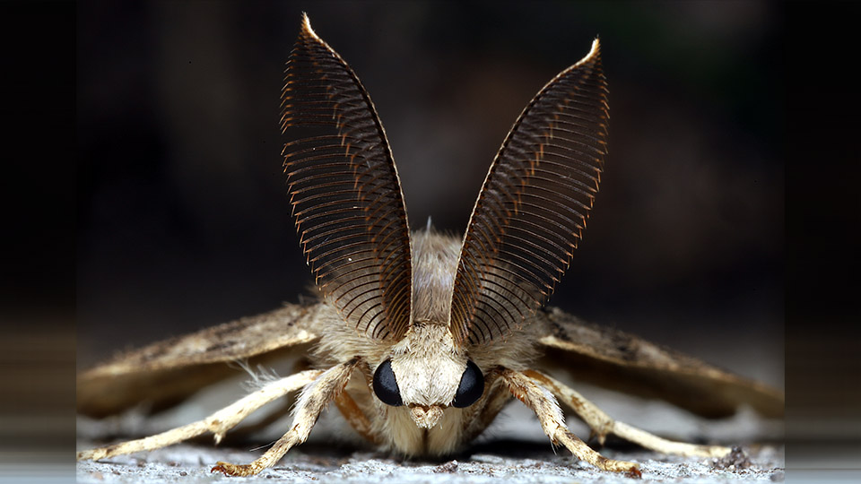 Male gypsy moth showing antennae