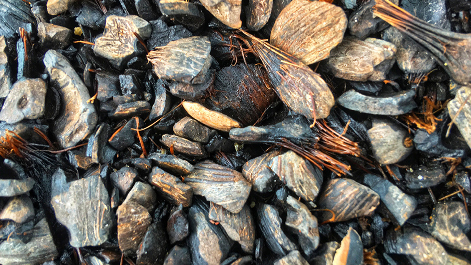 Palm kernel shells
