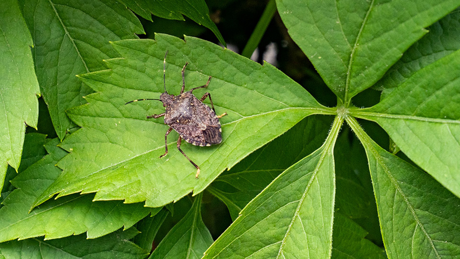 Brown marmorated stink bug on a leaf