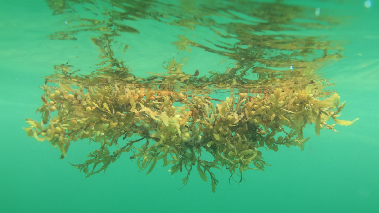 Sargasso sea project
