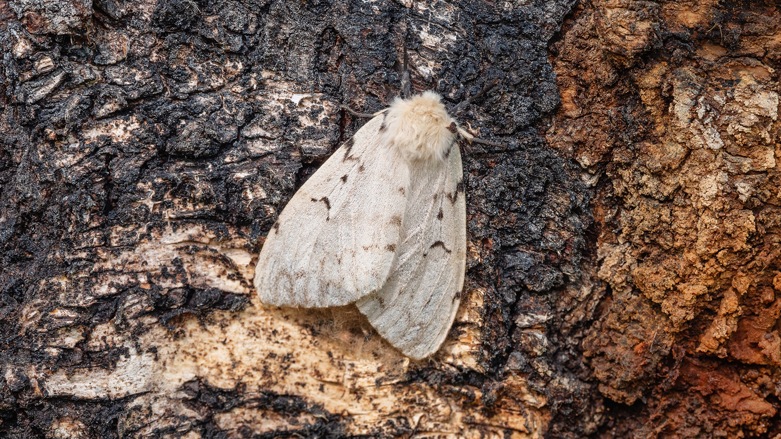 Lymantria Dispar Gypsy Moth Is 1714902060