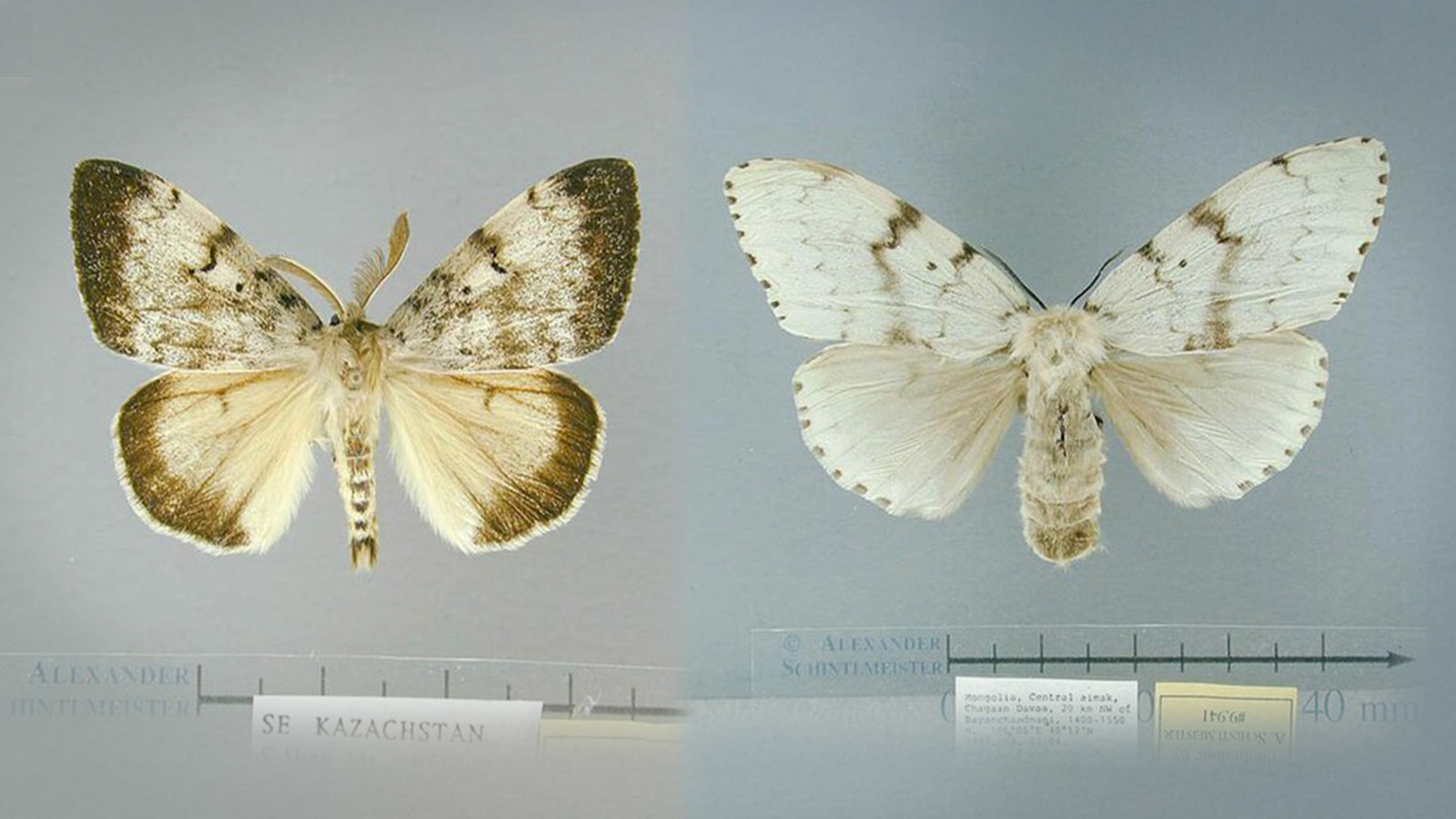 Flighted Spongy Moth Complex 001