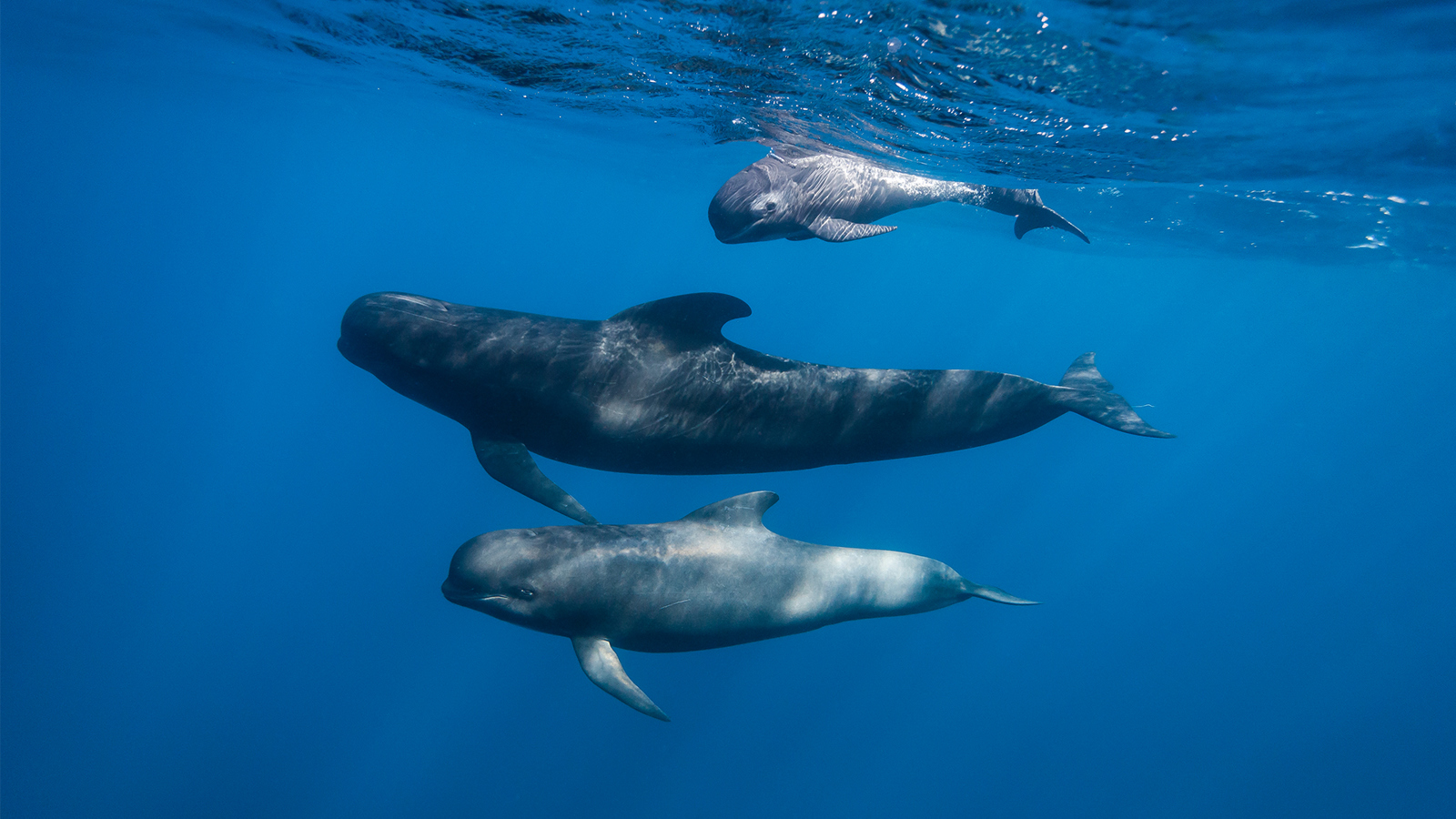 Whales Is 1011861020