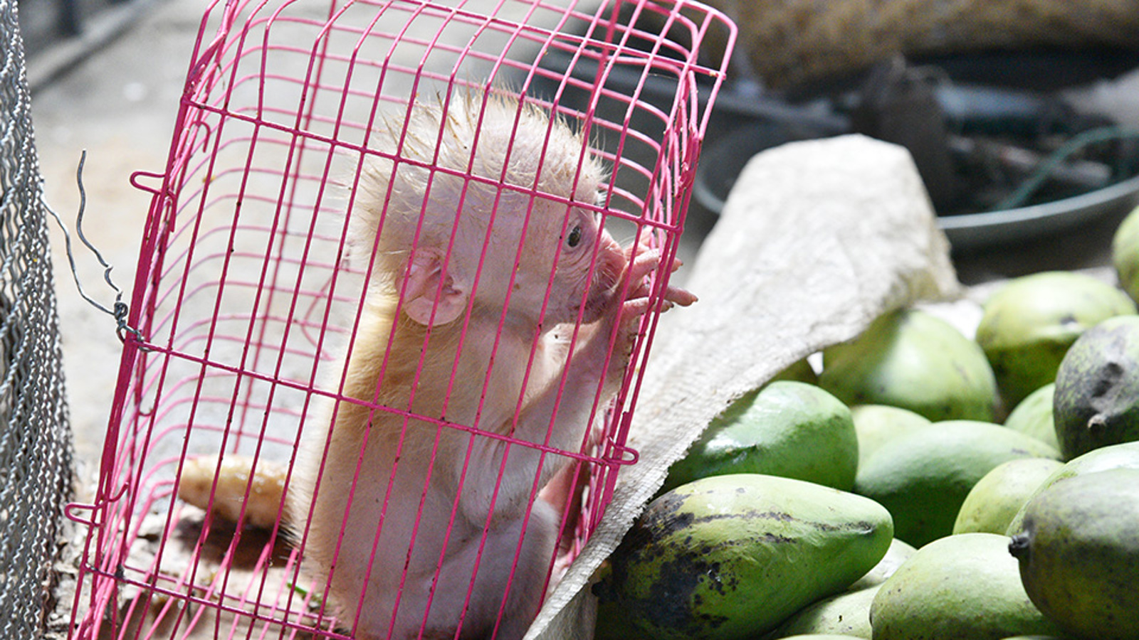A baby monkey being trafficked in a cage
