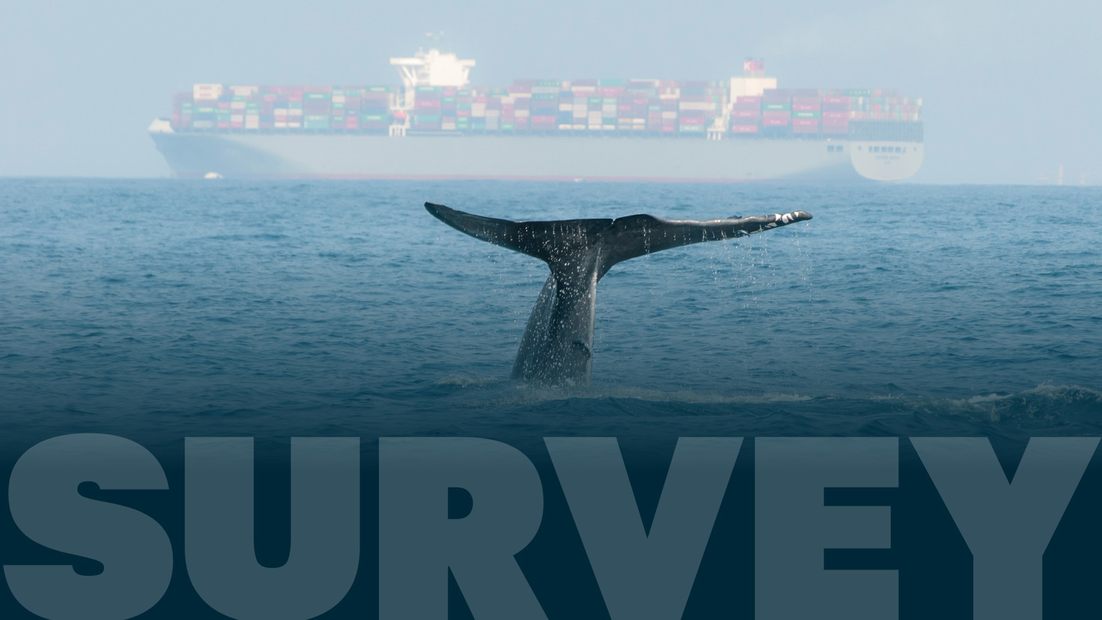 Whale Strike Mitigation Survey