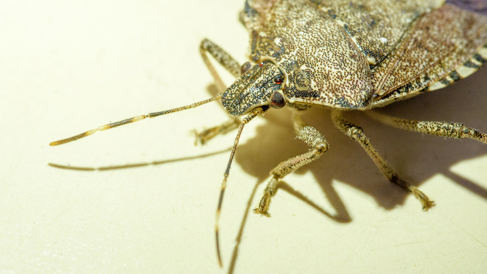 Brownmarmoratedstinkbug002