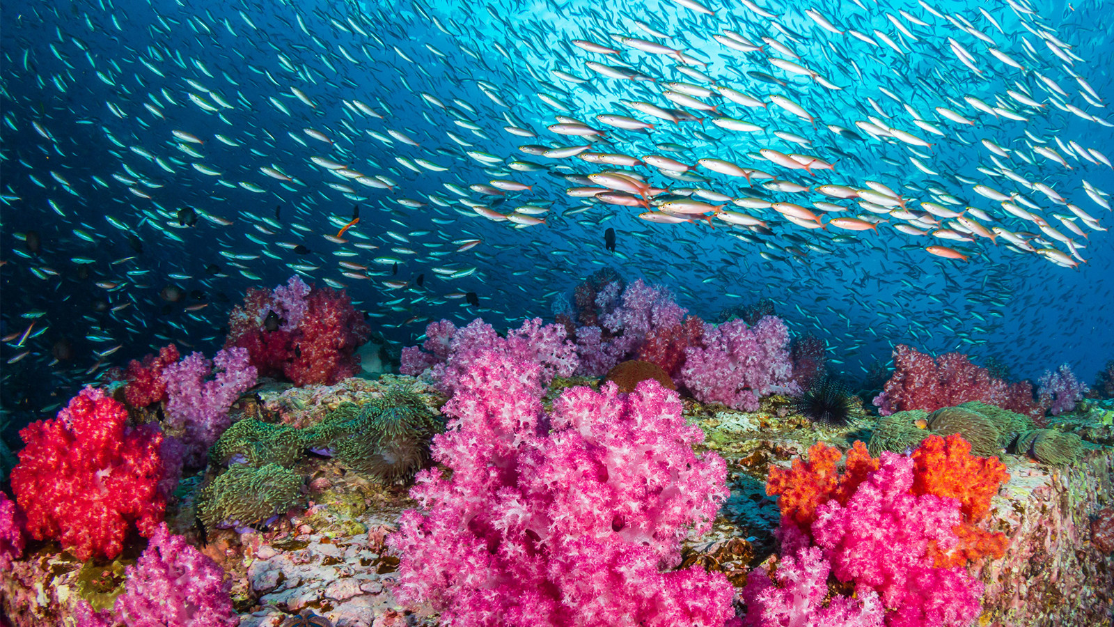 Corals 001