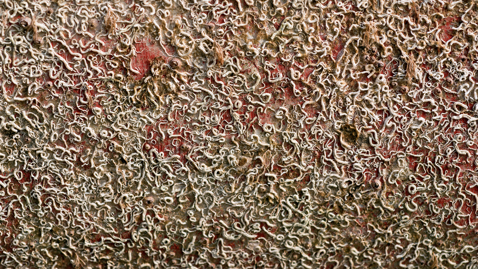 Biofouling Is 456557157